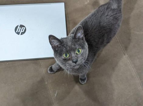 Concord the cat next to a HP laptop