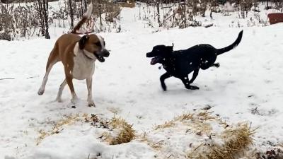 Boone and Diego the dogs running and playing together in the snow