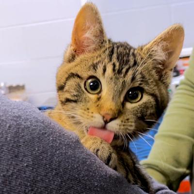 Bubba the kitten with his tongue out