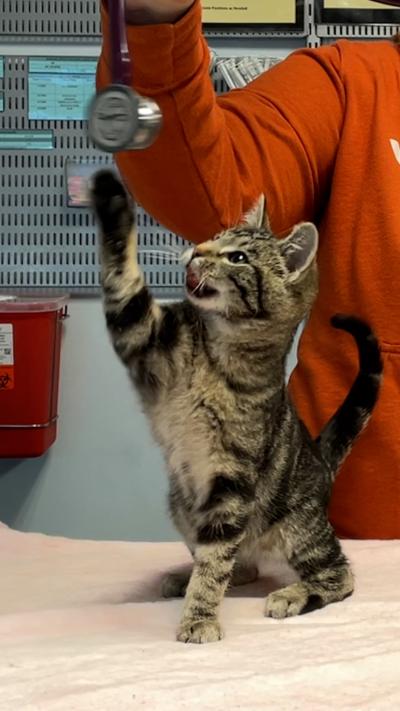 Bubba the kitten reaching up with one paw to play with the end of a stethoscope
