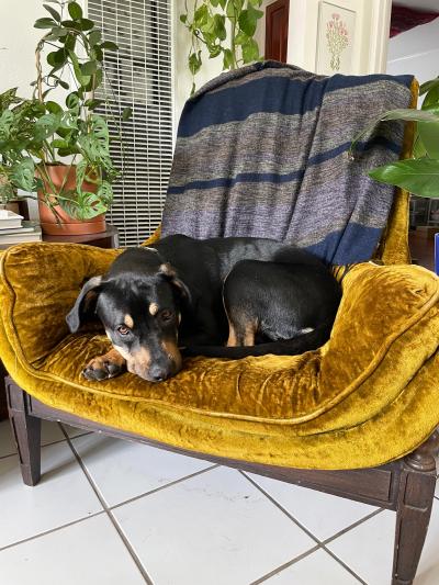Diana Ross the dog lying on a chair with a yellow cushion