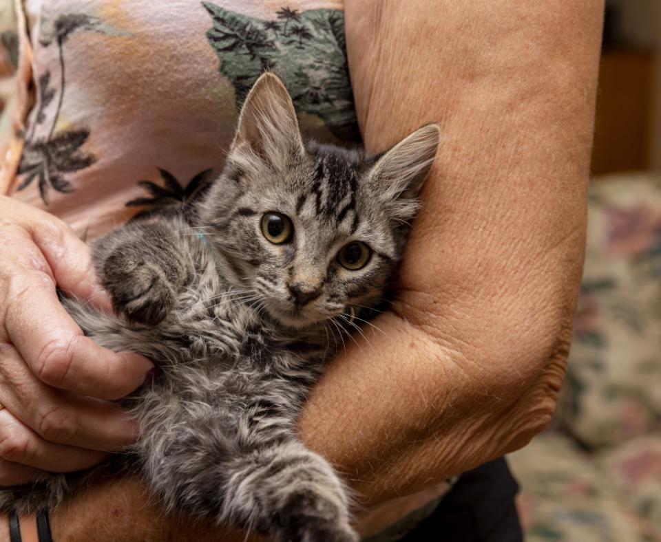 Brown tabby kitten being held in a person's arms