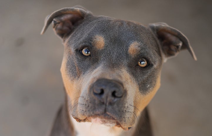 The face of Hammer, and brown and gray dog looking at the camera
