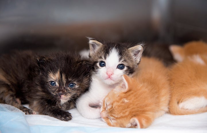 A litter of kittens in a kennel, including a tortoiseshell, brown tabby with white and orange tabbies