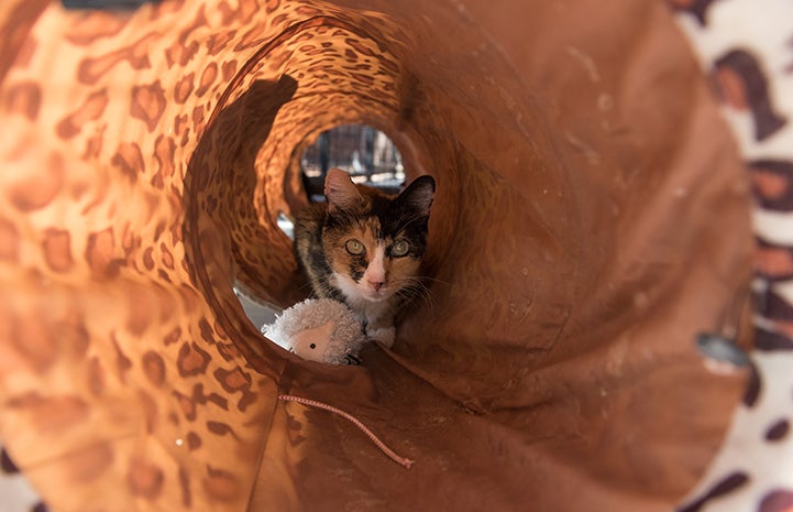 A kitty tunnel makes a nice hiding spot for Peekaboo the cat