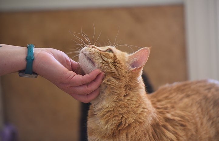 Boris the epileptic orange tabby cat getting scratched by a person on his chin