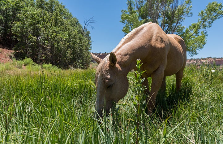 Sugar Baby the palomino horse eating grass