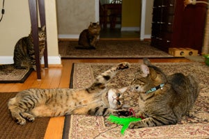 Nellie the brown tabby cat now loves to play