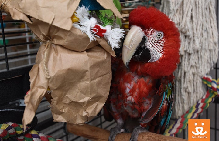 Though Willie the green-winged macaw is almost 50 years old, he still loves toys