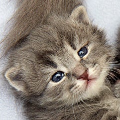 Gray tabby neonatal kitten