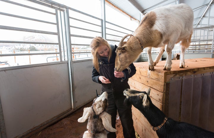 An internship at Best Friends was a perfect mix for Katie, who’s majoring in animal sciences. She is seen here interacting with a goat.