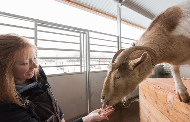 Katie gained skills, experience and memories from her Best Friends internship. Here she is feeding a goat.