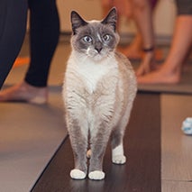 Kitty Yoga Masters