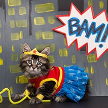 Super Hero Kittens