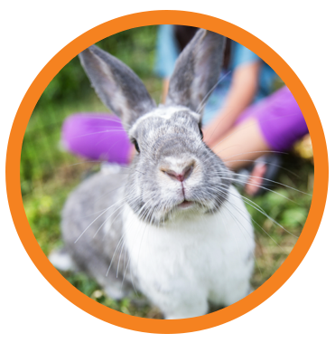 Rabbit Photo Icon
