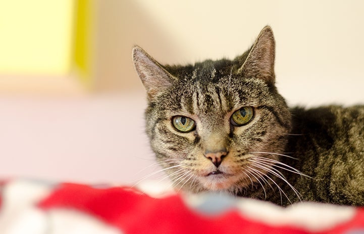 Brown senior tabby cat who has diabetes mellitus on a red and white blanket