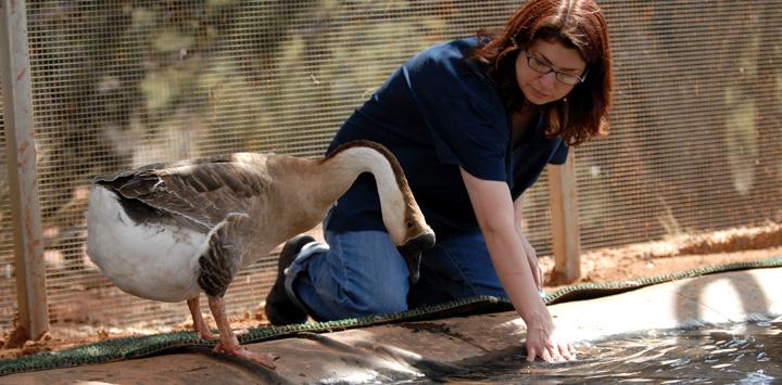 Wildlife volunteer working with a goose at Best Friends Animal Sanctuary.