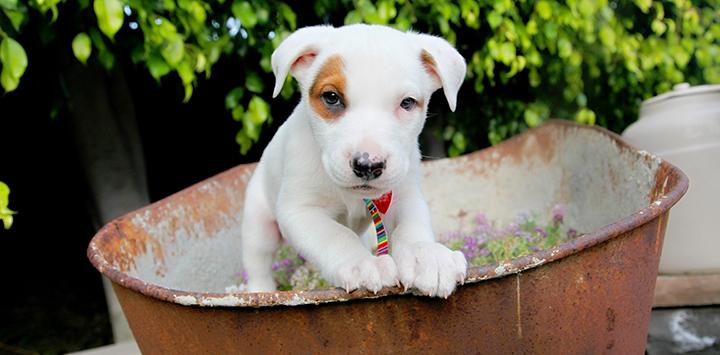 Cute pitbull puppy in wheelbarrow is one of the favorite animal photos from Best Friends Animal Society.