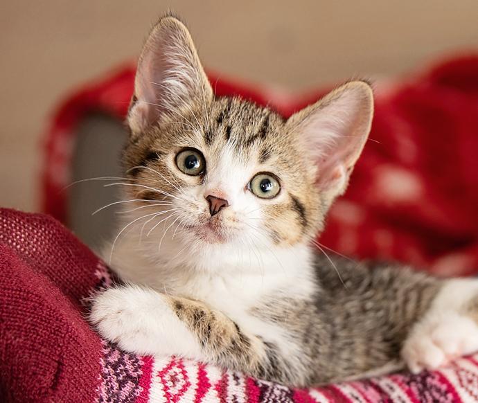 Tabby and white kitten lying on a foot wearing a holiday sock