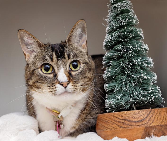 Tabby and white cat on a white blanket beside a small Christmas tree replica