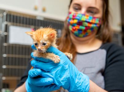 Person holding a tiny adoptable kitten in a Los Angeles kitten nursery