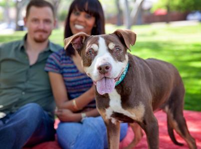 Happy pit bull type dog outside on a blanket in the grass with two smiling people behind her