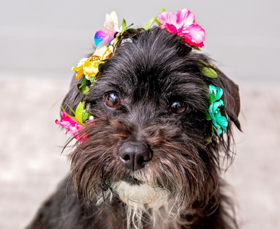 Sruffy black and white dog wearing colorful flowers on her head