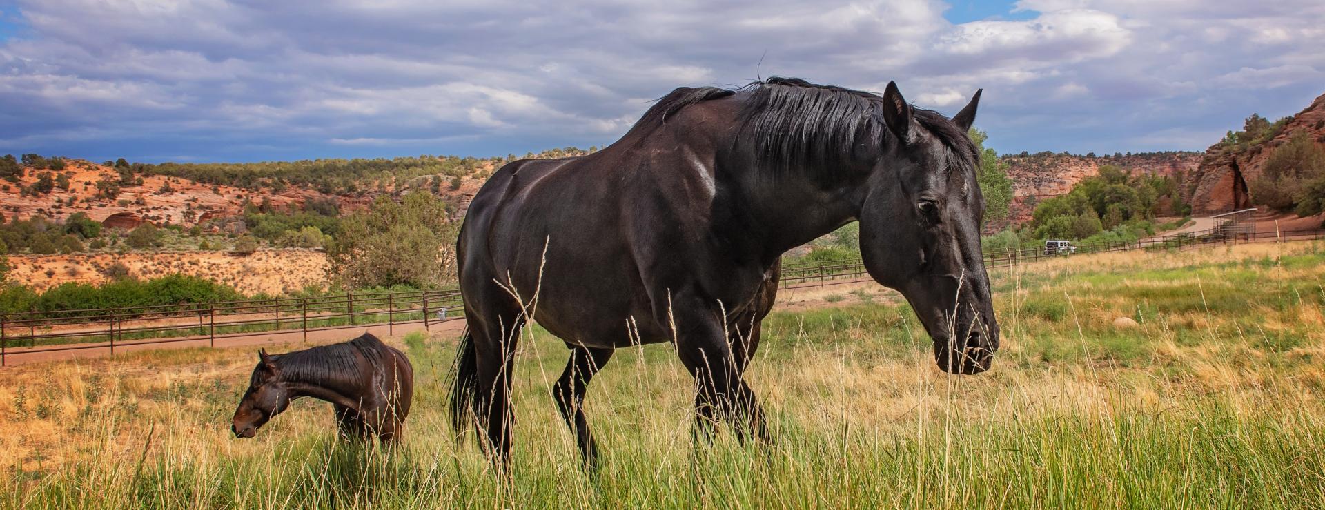 Horse in pasture in Utah desert