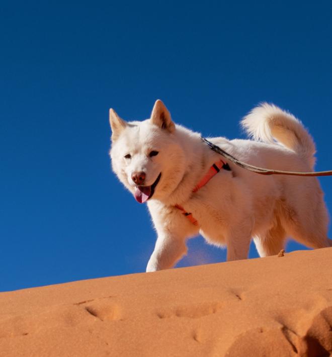 Woman with white dog on sand dunes