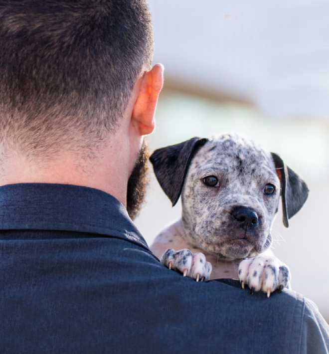 Cute white speckled puppy with black ears looking over the shoulder of a man who is holding him.
