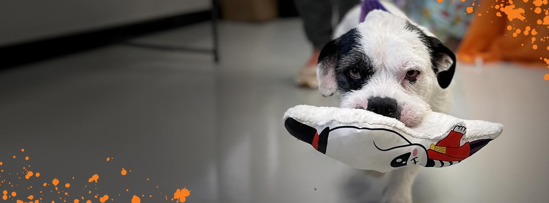 Small black and white dog holding a toy in his mouth with orange spatter graphics