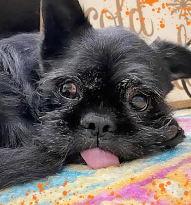 La Bamba, a small black dog whose tongue is out with some orange splatter graphics