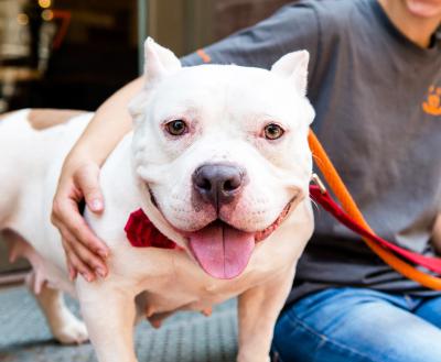 Person's arm around a white smiling pit bull terrier with cropped ears