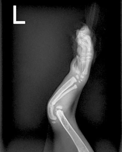 An X-ray of Colt the kitten's leg