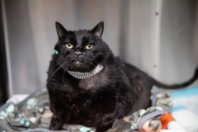 Fossey the black cat in a kennel wearing a bandage on his neck