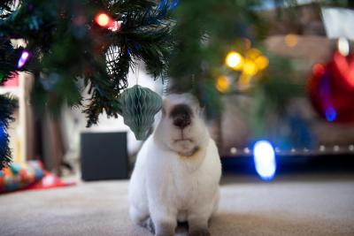 Peter the rabbit under a Christmas tree
