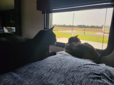 Rowena and Binx the cats looking out a window