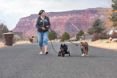 Deb Brown talking Jax the dog and Yazh the puppy out for a walk on a road with a red cliff in the background, with Yazh in her wheelchair