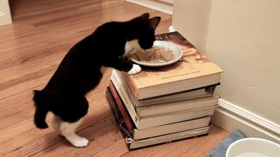 Piglet the kitten eating wet food from a bowl raised on top of a pile of stacked books