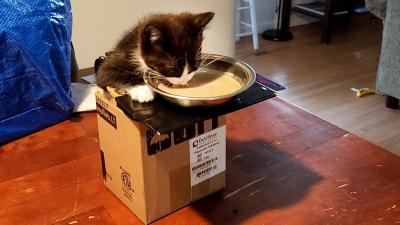 Piglet the kitten eating wet food from a bowl placed on top of a cardboard box