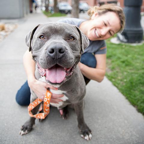 Smiling gray pit bull type dog with a smiling person behind him