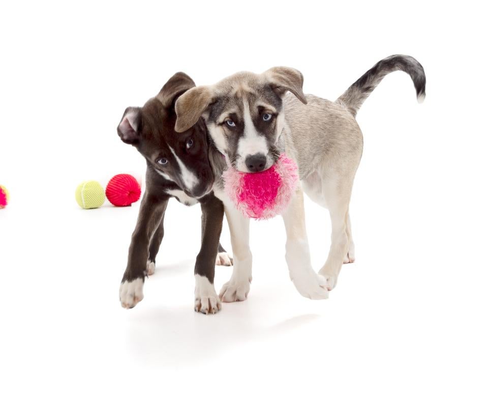 Two puppies playing with a pink toy
