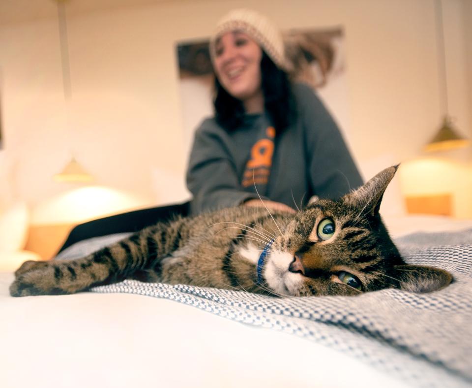 Cat relaxing with a person in a hotel