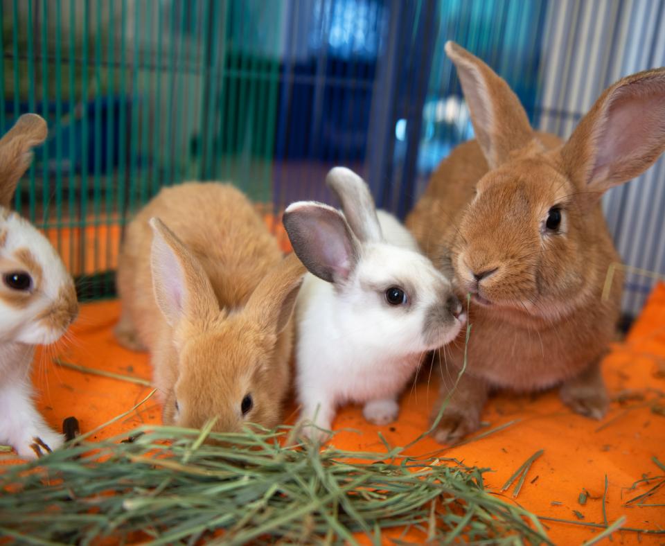 Group of bunnies eating together