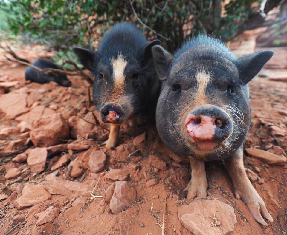 Two pigs sitting next to each other in red sand