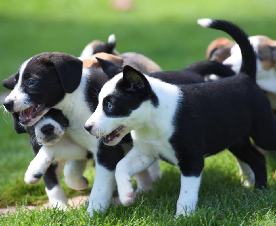 Group of puppies running together in the grass