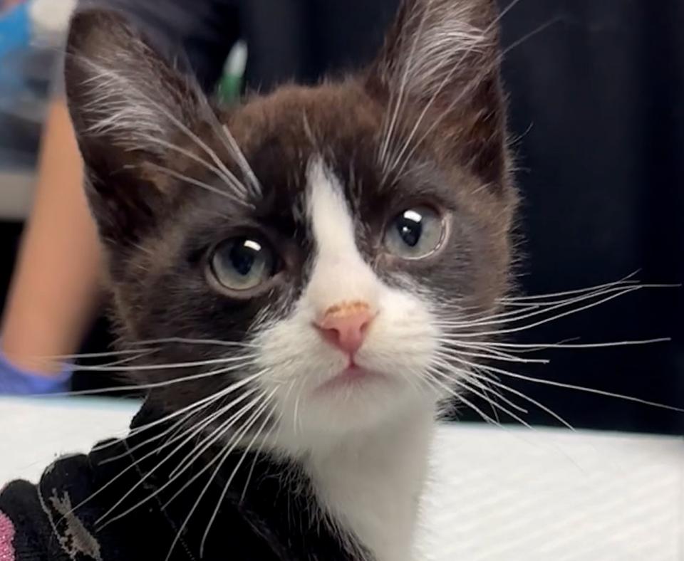 Close-up of the face of Piglet the black and white kitten
