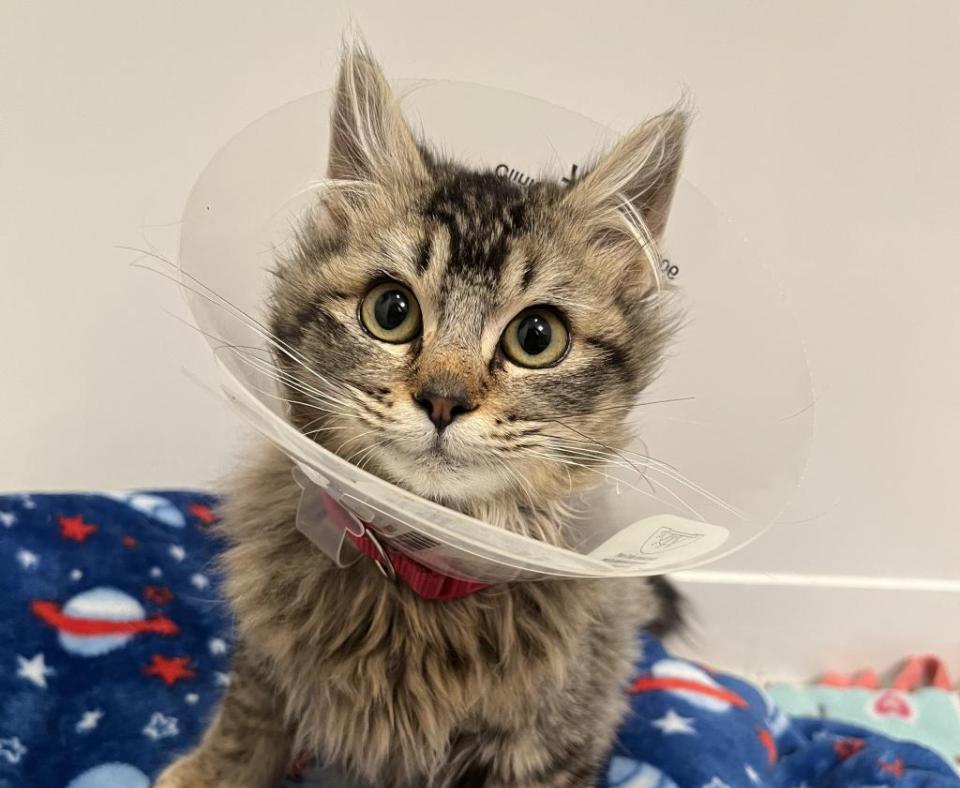 Zora the kitten wearing a protective cone