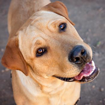 Yellow Labrador dog smiling and looking up