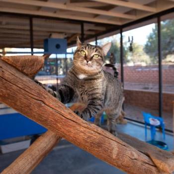 Cat stretching on a wooden post in a catio at Best Friends Animal Sanctuary